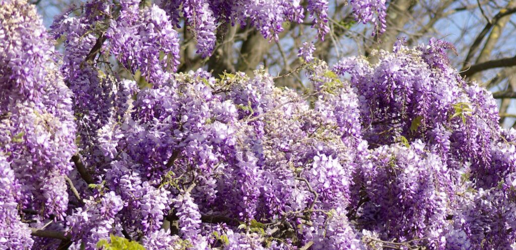 La glycine en fleurs